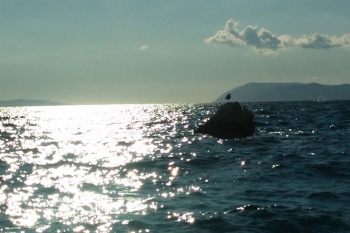 seagull-and-gajeta-2