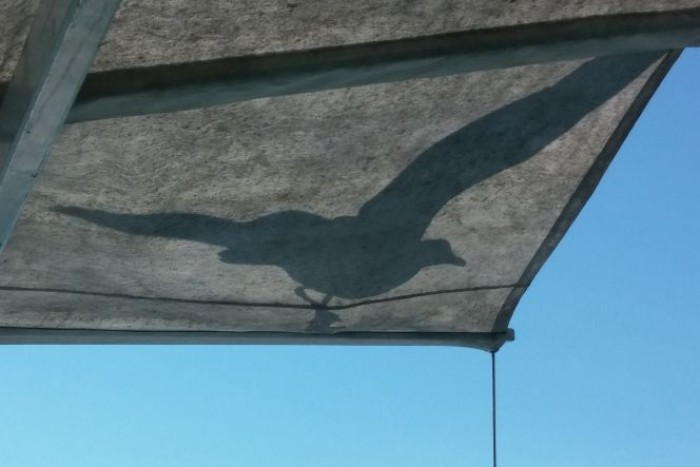 seagull-and-gajeta-7