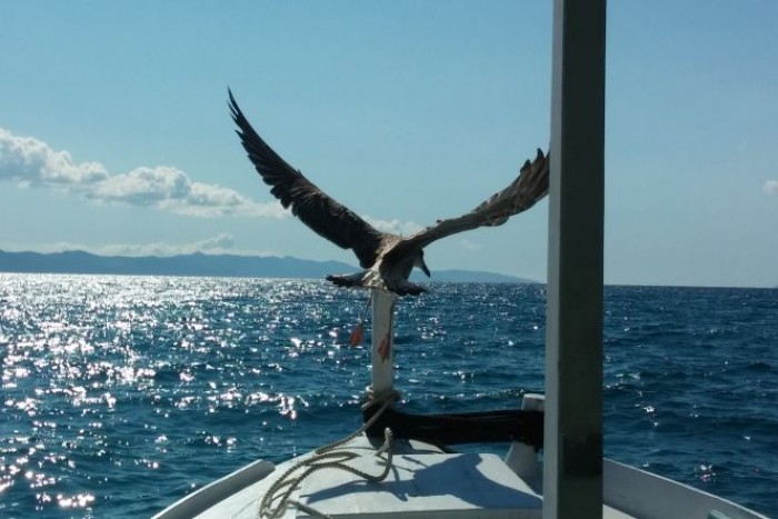 seagull-and-gajeta-9